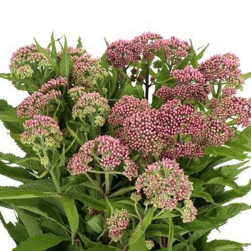 EUPATORIUM PURPUREUM