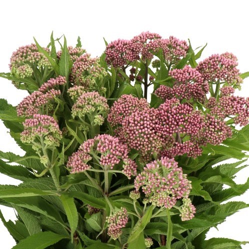 EUPATORIUM PURPUREUM