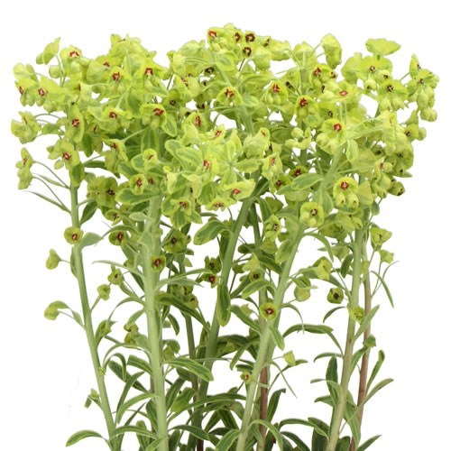 EUPHORBIA CHARACIAS WUFENII
