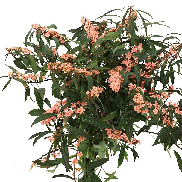 EUPHORBIA FULGENS ORANGE QUEEN