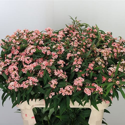 EUPHORBIA FULGENS SPRAY PINK BARON