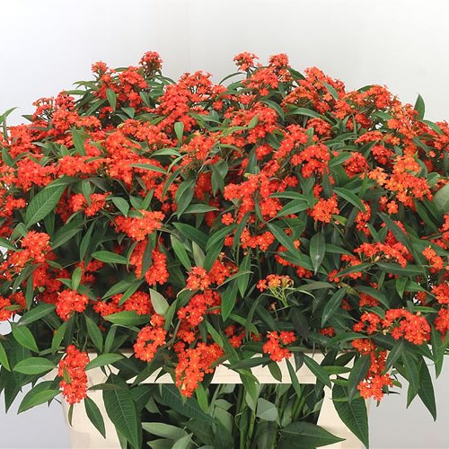 EUPHORBIA FULGENS SPRAY QUEEN OF ORANGE