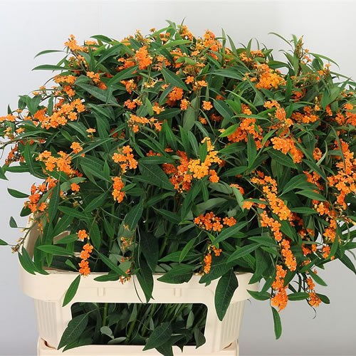 EUPHORBIA FULGENS SPRAY SUNSTREAM
