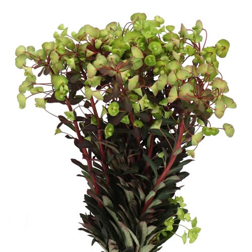 EUPHORBIA PURPUREA