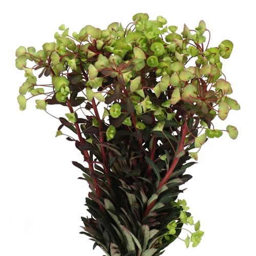 EUPHORBIA PURPUREA