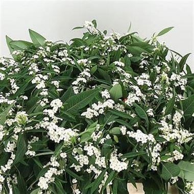 EUPHORBIA QUICKSILVER