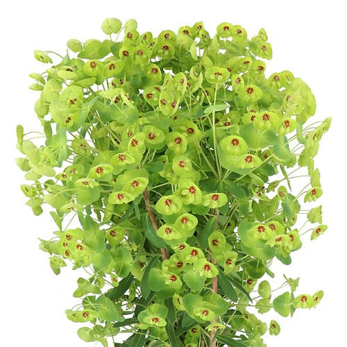 EUPHORBIA X MARTINII
