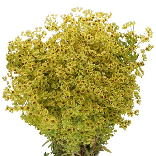 EUPHORBIA X MARTINII CLASSIC