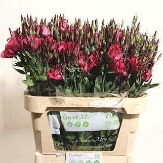 EUSTOMA LISIANTHUS ADOM (EX)