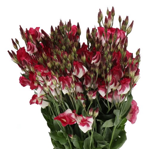 EUSTOMA LISIANTHUS ADOM RED PICOTEE