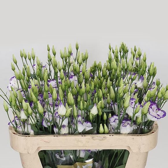 EUSTOMA LISIANTHUS ARENA BLUE PICOTEE