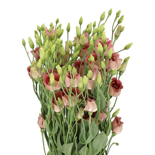 EUSTOMA LISIANTHUS BOHEMIAN CHOCO