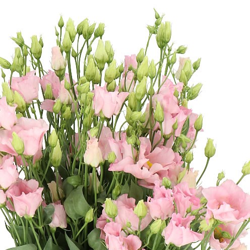 EUSTOMA LISIANTHUS BOHEMIAN FEMININE