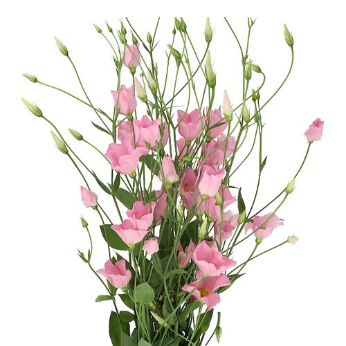 EUSTOMA LISIANTHUS BOTANIC PINK