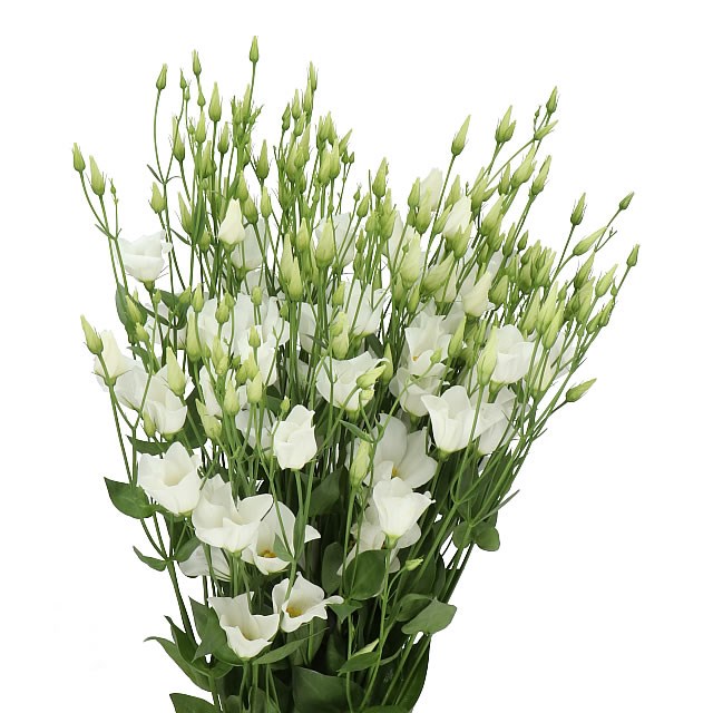 EUSTOMA LISIANTHUS BOTANIC WHITE