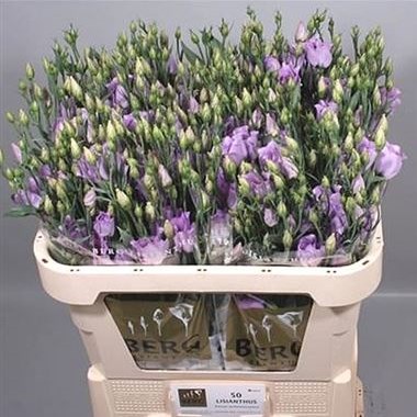 EUSTOMA LISIANTHUS CARICE LAVENDER