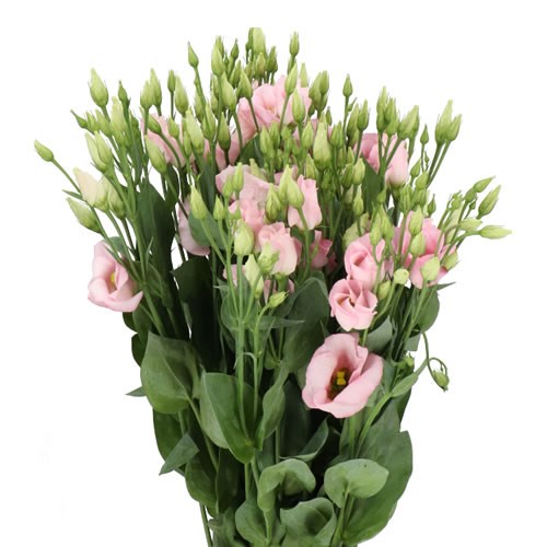 EUSTOMA LISIANTHUS CLAIR LIGHT PINK