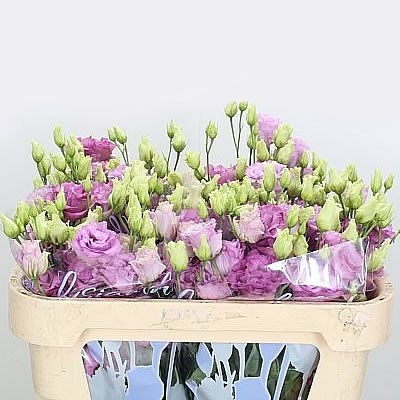 Eustoma Botanic Blue EUSTOMA LISIANTHUS BOTANIC BLUE 70cm | Wholesale Dutch Flowers ...