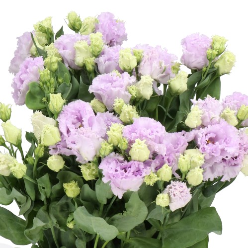 EUSTOMA LISIANTHUS DBL. ALISSA LAVENDER