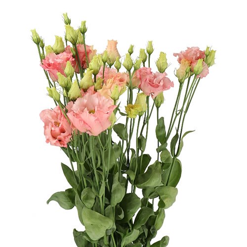 EUSTOMA LISIANTHUS DBL. ALISSA LIGHT APRICOT