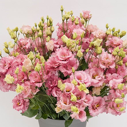 EUSTOMA LISIANTHUS DBL. ALISSA PINK