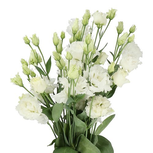 EUSTOMA LISIANTHUS DBL. ALISSA WHITE