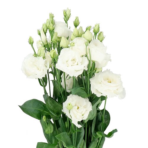 EUSTOMA LISIANTHUS DBL.  ARENA GIANT WHITE