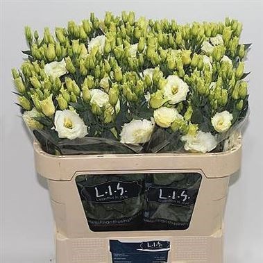 EUSTOMA LISIANTHUS DBL. ARENA GOLD