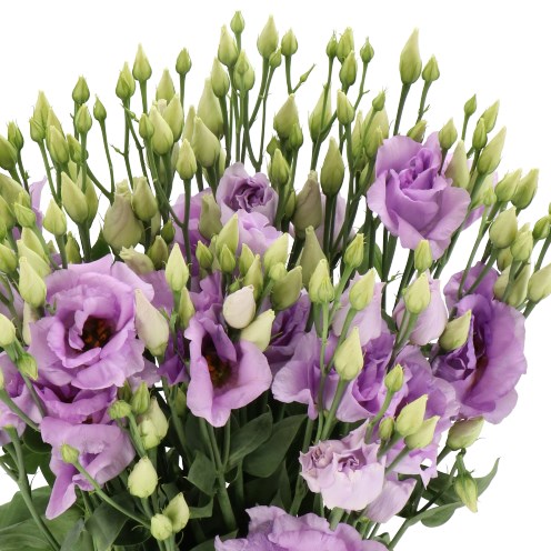 EUSTOMA LISIANTHUS DBL. ARENA LAVENDER