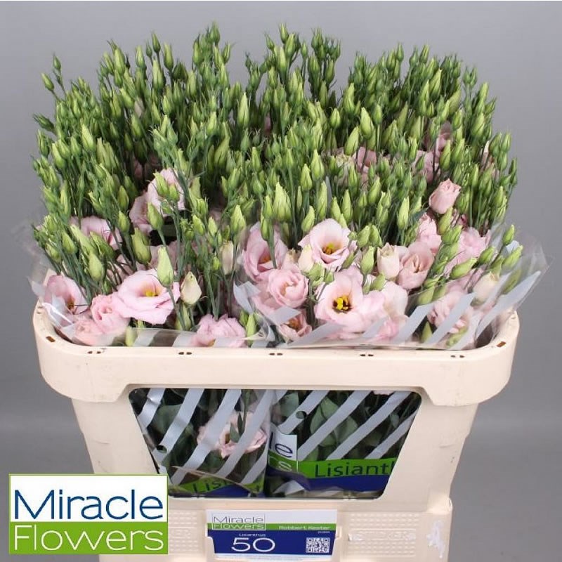 EUSTOMA LISIANTHUS DBL. ARENA LIGHT PINK