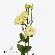EUSTOMA LISIANTHUS DBL. AUBE YELLOW