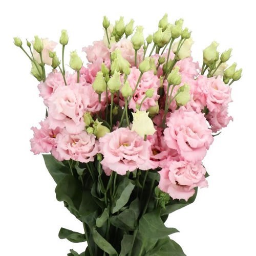 EUSTOMA LISIANTHUS DBL. CELEBRICH QUEEN