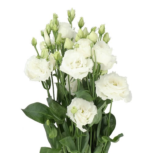 EUSTOMA LISIANTHUS DBL. CELEBRICH WHITE