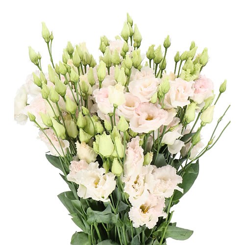 EUSTOMA LISIANTHUS DBL. CHACONNE WEDDING PINK