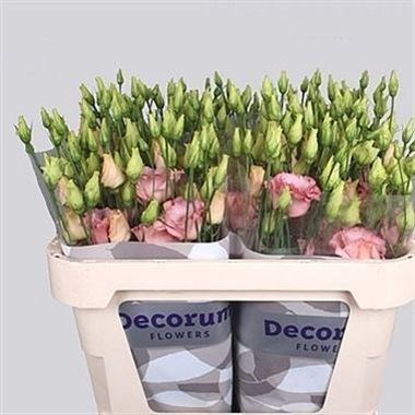 EUSTOMA LISIANTHUS DBL. CORELLI APRICOT (EX)