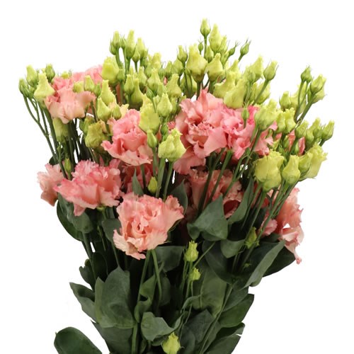 EUSTOMA LISIANTHUS DBL. CORELLI CORAL