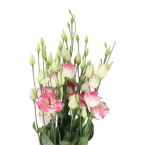 EUSTOMA LISIANTHUS DBL. CROMA BRIDAL KISS