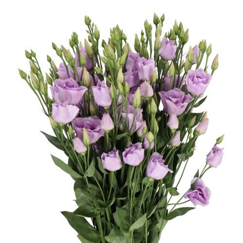 EUSTOMA LISIANTHUS DBL. CROMA LAVENDER