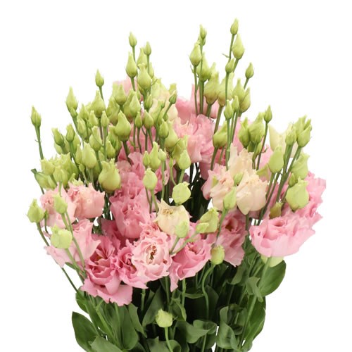 EUSTOMA LISIANTHUS DBL. ELECE LIGHT PINK