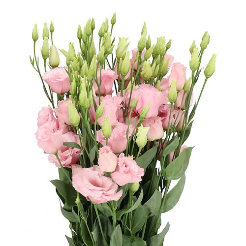 EUSTOMA LISIANTHUS DBL. LISANNE LIGHT PINK