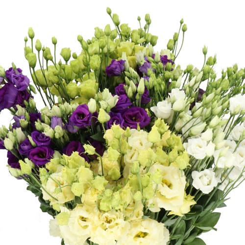 EUSTOMA LISIANTHUS DBL. MIX (COLS MAY VARY)