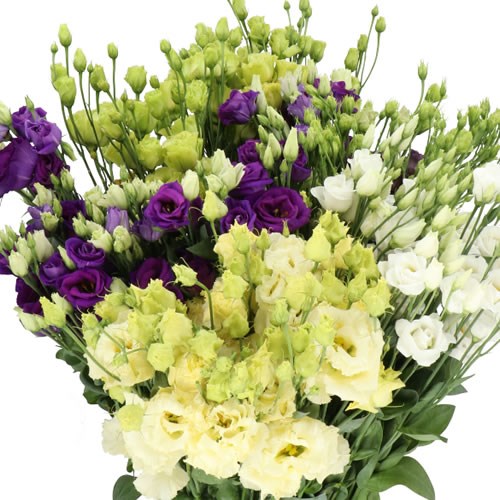 EUSTOMA LISIANTHUS DBL. MIX (COLS MAY VARY)