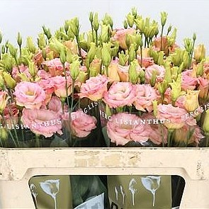 EUSTOMA LISIANTHUS DBL. REINA CHAMPAGNE