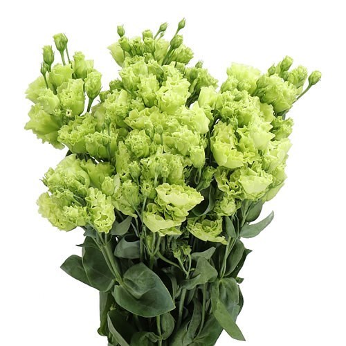 EUSTOMA LISIANTHUS DBL. ROSANNE BRIGHT GREEN