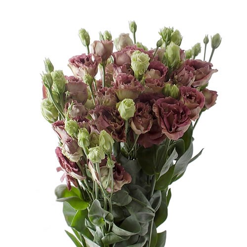 EUSTOMA LISIANTHUS DBL. ROSANNE DEEP BROWN