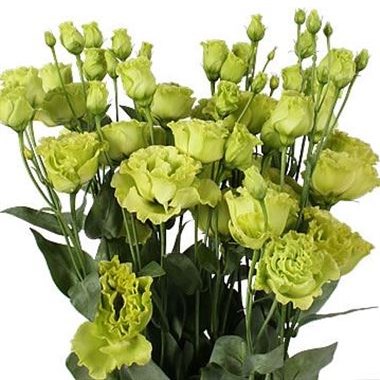 EUSTOMA LISIANTHUS DBL. ROSANNE GREEN