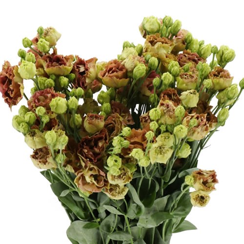 EUSTOMA LISIANTHUS DBL. ROSANNE LIGHT TERRACOTTA