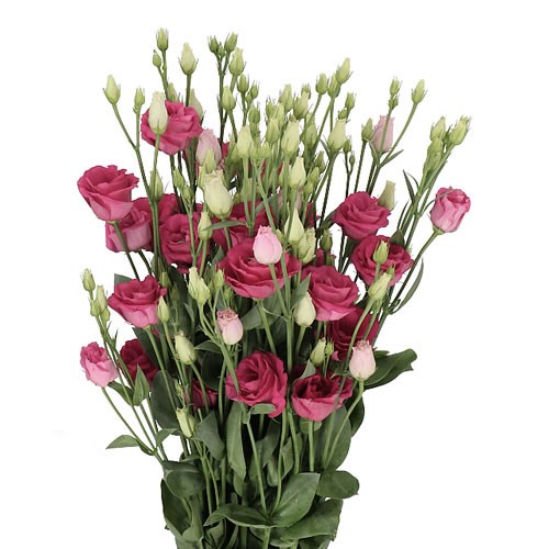 EUSTOMA LISIANTHUS DBL. ROSITA RED