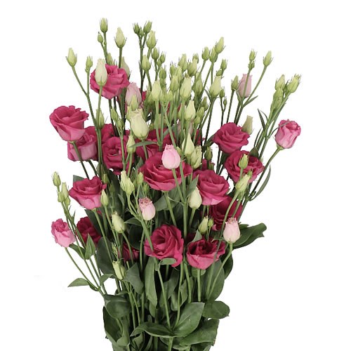 EUSTOMA LISIANTHUS DBL. ROSI RED