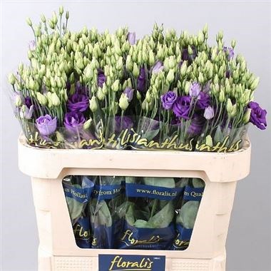 EUSTOMA LISIANTHUS DBL. ROSITA BLUE (EX)